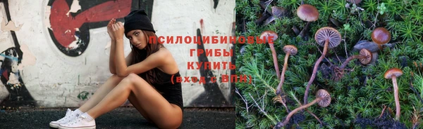 индика Ельня